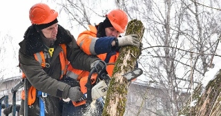 Опиловка деревьев Тольятти цена от 1040 руб.